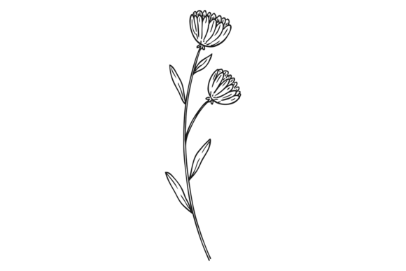 Reviewing the Calendula Flower Botanical Illustration